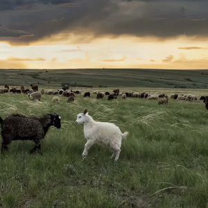 国产成人性毛片aaww
